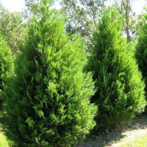 Product Categories Conifer