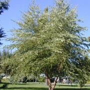 River Birch (Betula Nigra)