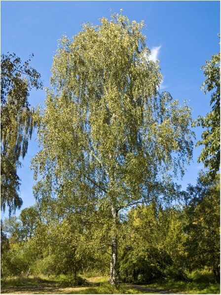 Silver Birch Betula Alba