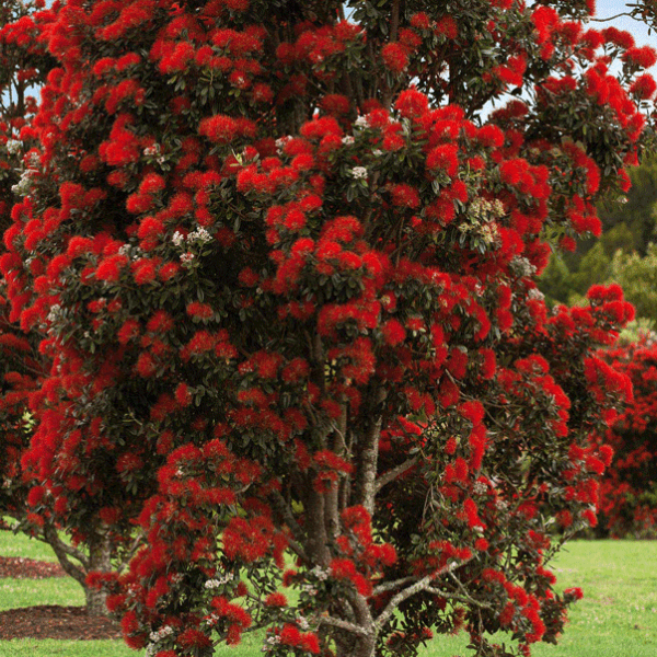 New Zealand Christmas Tree (Metrosideros Thomasii)