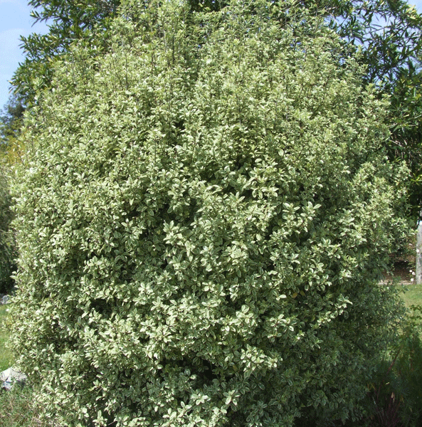 Screen Master (Pittosporum Tenuifolium)