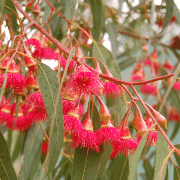 Red Flowering Yellow Gum (Eucalyptus Leucoxylon Rosea)